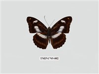 藏品(雙色帶蛺蝶)的圖片